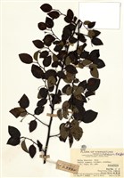 藏品(灰背清風藤)的圖片